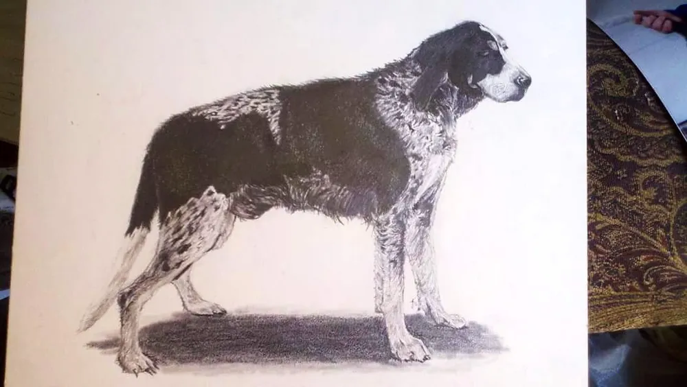 a large black and white dog, standing in profile
