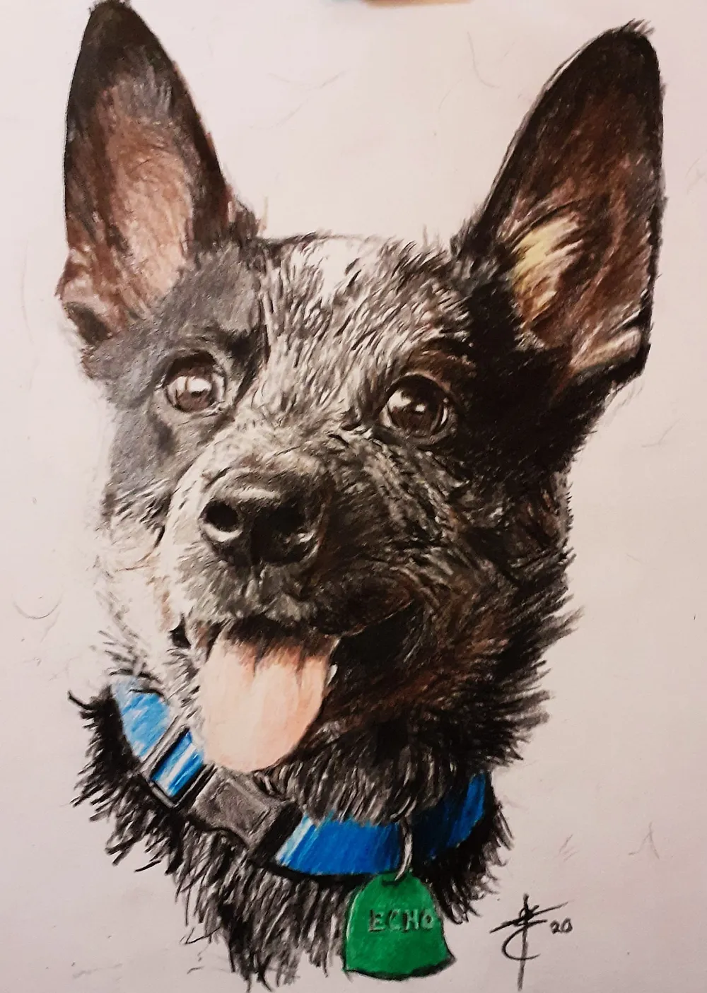 a cattle dog panting, wearing a collar with an 'Echo' name tag