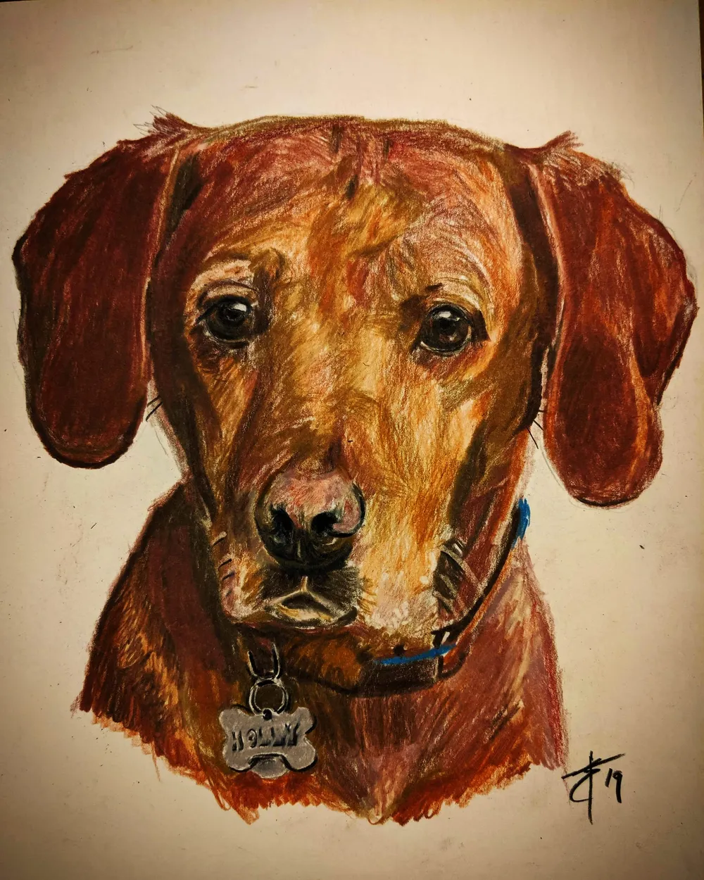 a reddish-brown dog wearing a collar with a 'Holly' name tag