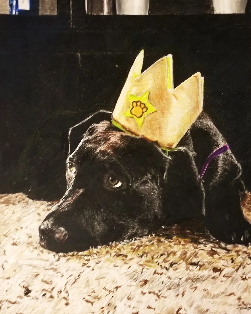 a black Labrador wearing a gold birthday crown